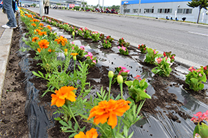 はこだて花かいどう 植栽活動への参加